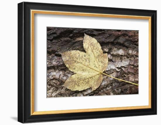 Autumn, leaves on trunk.-Roland T. Frank-Framed Photographic Print