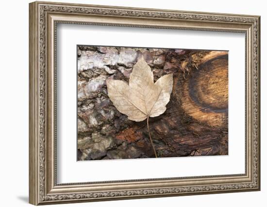 Autumn, leaves on trunk.-Roland T. Frank-Framed Photographic Print