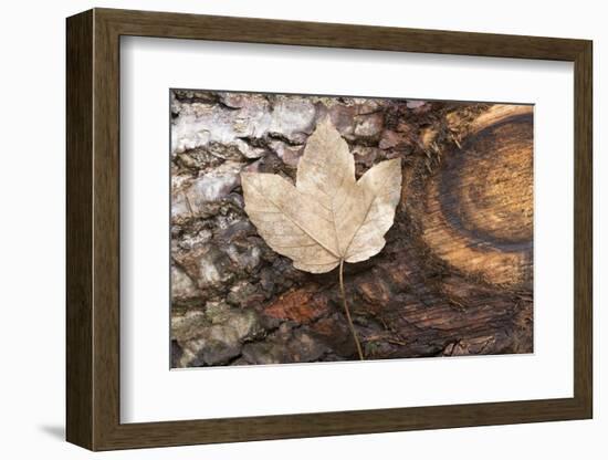 Autumn, leaves on trunk.-Roland T. Frank-Framed Photographic Print