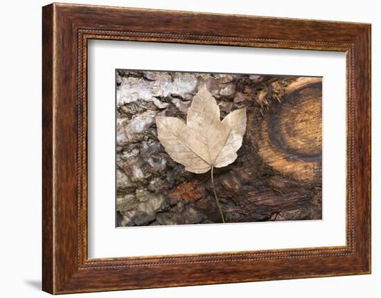 Autumn, leaves on trunk.-Roland T. Frank-Framed Photographic Print