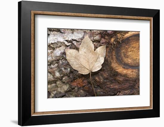 Autumn, leaves on trunk.-Roland T. Frank-Framed Photographic Print