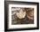 Autumn, leaves on trunk.-Roland T. Frank-Framed Photographic Print