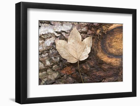 Autumn, leaves on trunk.-Roland T. Frank-Framed Photographic Print