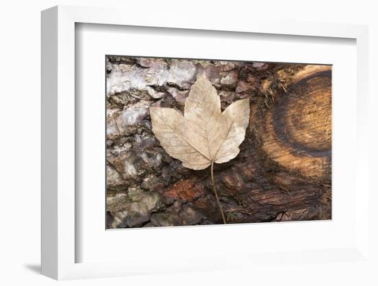 Autumn, leaves on trunk.-Roland T. Frank-Framed Photographic Print