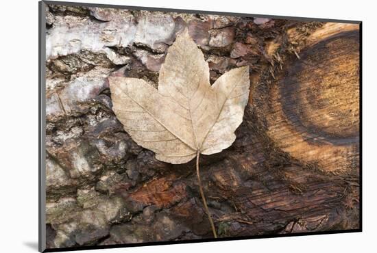 Autumn, leaves on trunk.-Roland T. Frank-Mounted Photographic Print