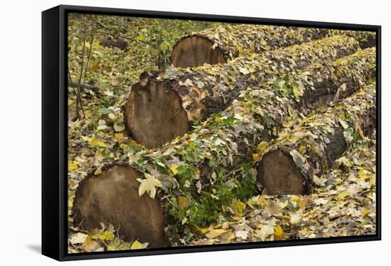 Autumn, leaves on trunk.-Roland T. Frank-Framed Stretched Canvas
