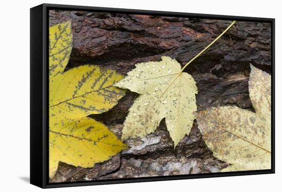 Autumn, leaves on trunk.-Roland T. Frank-Framed Stretched Canvas