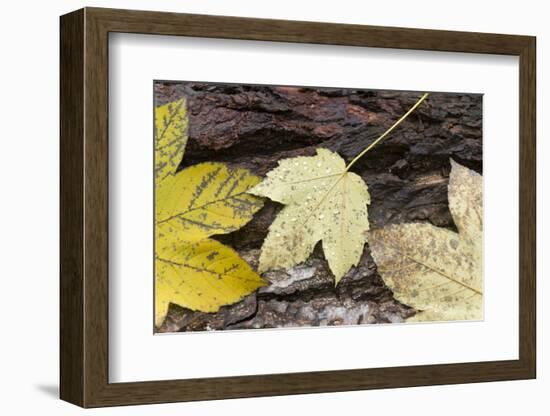 Autumn, leaves on trunk.-Roland T. Frank-Framed Photographic Print