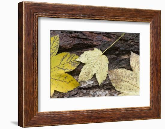 Autumn, leaves on trunk.-Roland T. Frank-Framed Photographic Print