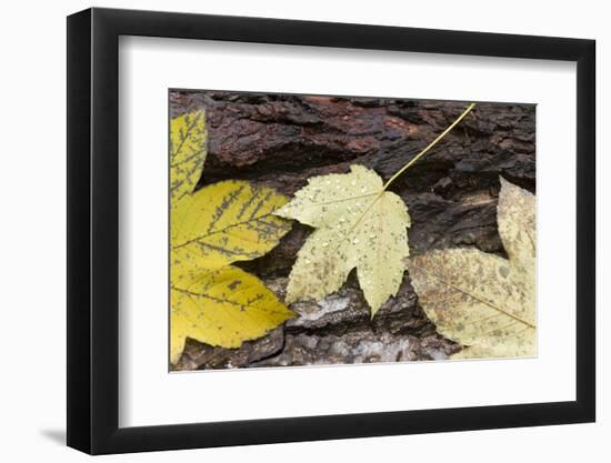 Autumn, leaves on trunk.-Roland T. Frank-Framed Photographic Print