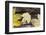 Autumn, leaves on trunk.-Roland T. Frank-Framed Photographic Print