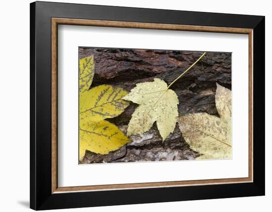 Autumn, leaves on trunk.-Roland T. Frank-Framed Photographic Print