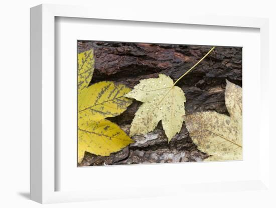 Autumn, leaves on trunk.-Roland T. Frank-Framed Photographic Print