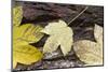 Autumn, leaves on trunk.-Roland T. Frank-Mounted Photographic Print