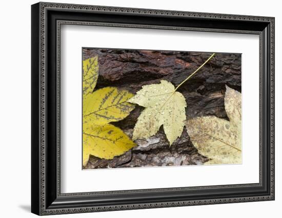 Autumn, leaves on trunk.-Roland T. Frank-Framed Photographic Print