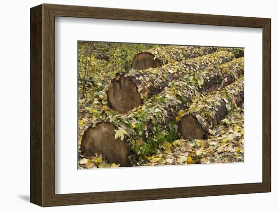 Autumn, leaves on trunk.-Roland T. Frank-Framed Photographic Print