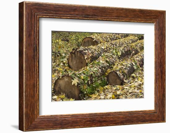 Autumn, leaves on trunk.-Roland T. Frank-Framed Photographic Print