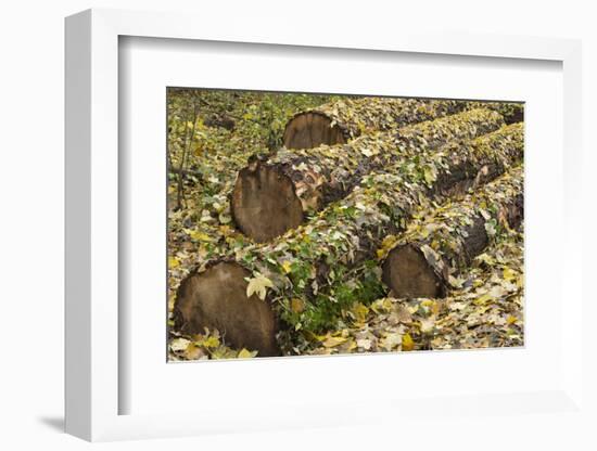 Autumn, leaves on trunk.-Roland T. Frank-Framed Photographic Print