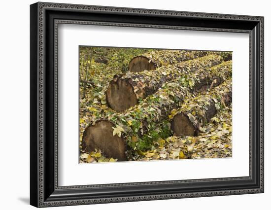 Autumn, leaves on trunk.-Roland T. Frank-Framed Photographic Print