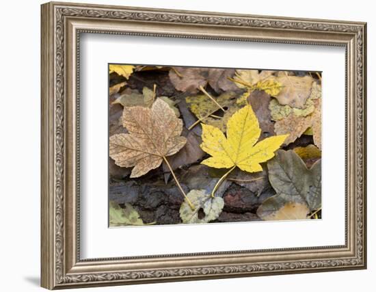 Autumn, leaves on trunk.-Roland T. Frank-Framed Photographic Print