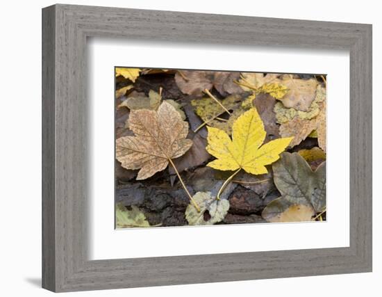 Autumn, leaves on trunk.-Roland T. Frank-Framed Photographic Print