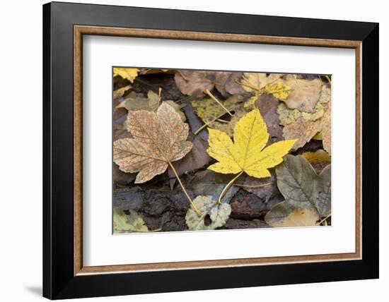 Autumn, leaves on trunk.-Roland T. Frank-Framed Photographic Print