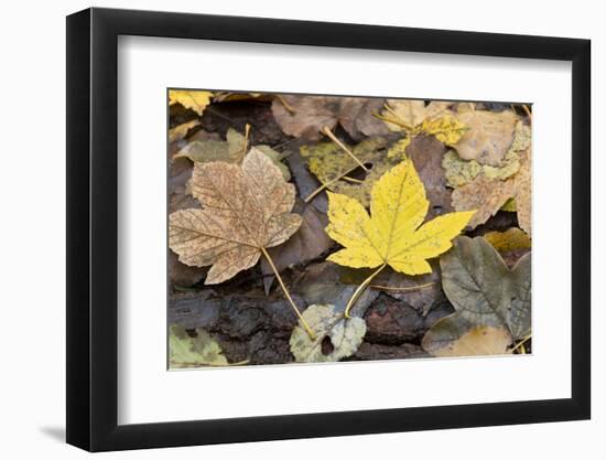 Autumn, leaves on trunk.-Roland T. Frank-Framed Photographic Print