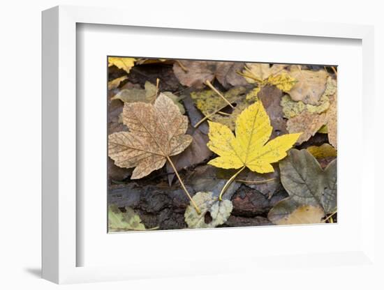 Autumn, leaves on trunk.-Roland T. Frank-Framed Photographic Print