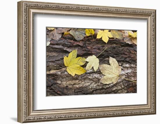 Autumn, leaves on trunk.-Roland T. Frank-Framed Photographic Print