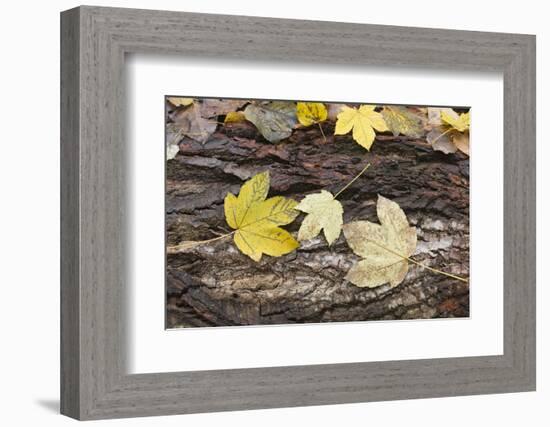 Autumn, leaves on trunk.-Roland T. Frank-Framed Photographic Print