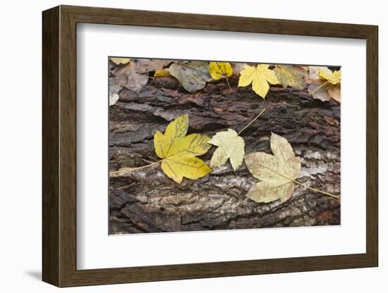 Autumn, leaves on trunk.-Roland T. Frank-Framed Photographic Print