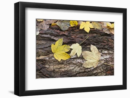 Autumn, leaves on trunk.-Roland T. Frank-Framed Photographic Print