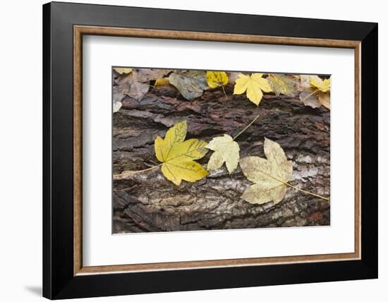 Autumn, leaves on trunk.-Roland T. Frank-Framed Photographic Print