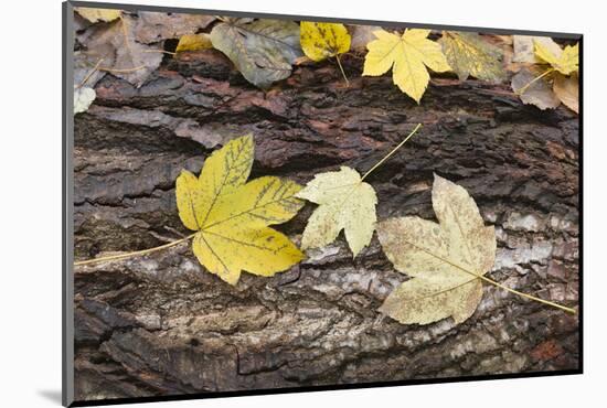 Autumn, leaves on trunk.-Roland T. Frank-Mounted Photographic Print