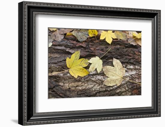 Autumn, leaves on trunk.-Roland T. Frank-Framed Photographic Print