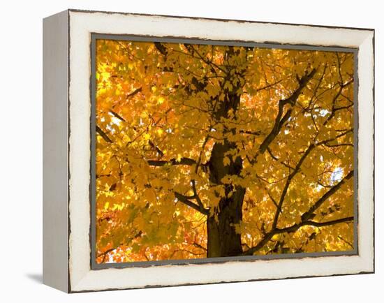 Autumn Leaves, Vermont, New England, USA-Demetrio Carrasco-Framed Premier Image Canvas