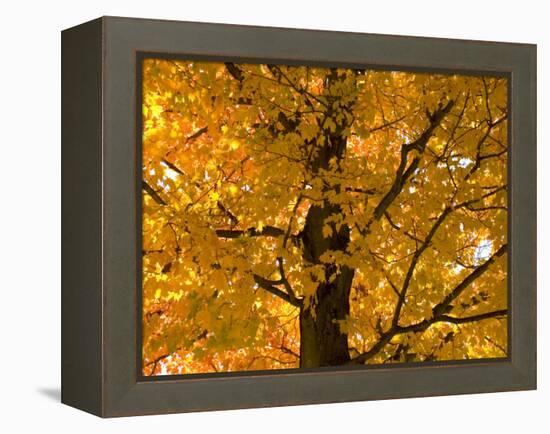 Autumn Leaves, Vermont, New England, USA-Demetrio Carrasco-Framed Premier Image Canvas