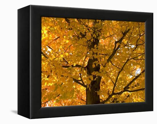 Autumn Leaves, Vermont, New England, USA-Demetrio Carrasco-Framed Premier Image Canvas