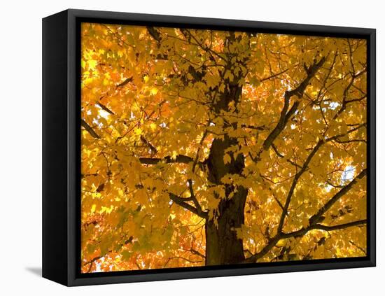 Autumn Leaves, Vermont, New England, USA-Demetrio Carrasco-Framed Premier Image Canvas