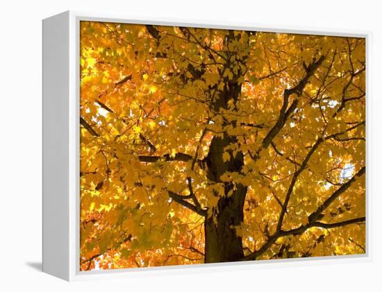 Autumn Leaves, Vermont, New England, USA-Demetrio Carrasco-Framed Premier Image Canvas