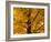 Autumn Leaves, Vermont, New England, USA-Demetrio Carrasco-Framed Photographic Print