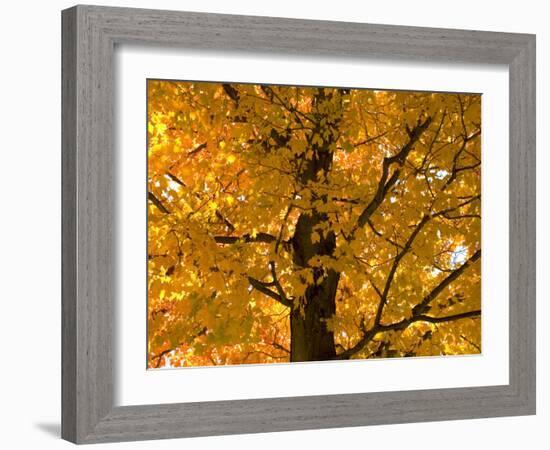 Autumn Leaves, Vermont, New England, USA-Demetrio Carrasco-Framed Photographic Print