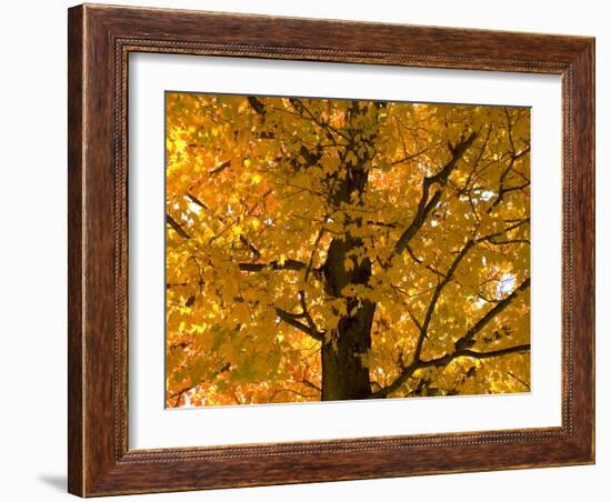 Autumn Leaves, Vermont, New England, USA-Demetrio Carrasco-Framed Photographic Print