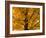 Autumn Leaves, Vermont, New England, USA-Demetrio Carrasco-Framed Photographic Print