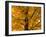 Autumn Leaves, Vermont, New England, USA-Demetrio Carrasco-Framed Photographic Print