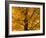 Autumn Leaves, Vermont, New England, USA-Demetrio Carrasco-Framed Photographic Print