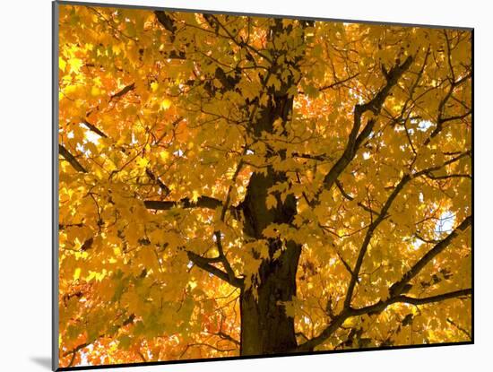 Autumn Leaves, Vermont, New England, USA-Demetrio Carrasco-Mounted Photographic Print