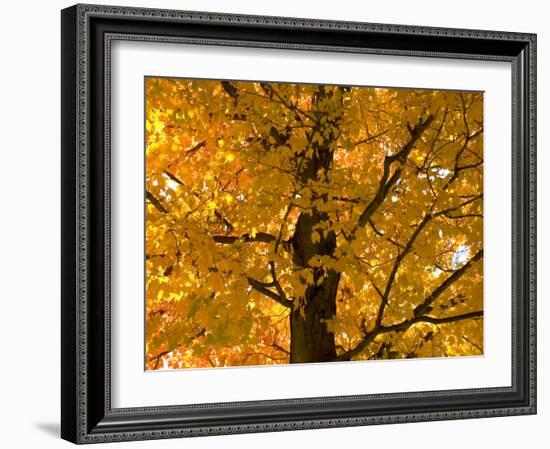 Autumn Leaves, Vermont, New England, USA-Demetrio Carrasco-Framed Photographic Print