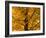 Autumn Leaves, Vermont, New England, USA-Demetrio Carrasco-Framed Photographic Print