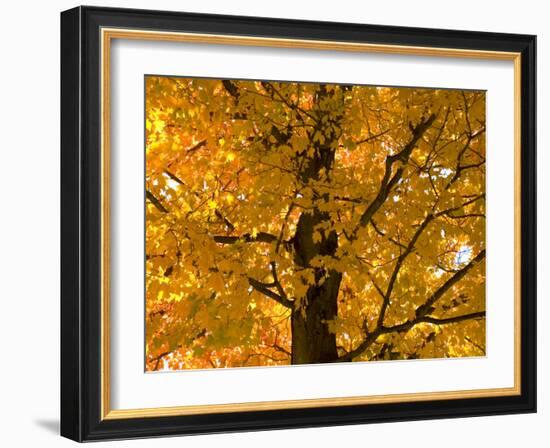 Autumn Leaves, Vermont, New England, USA-Demetrio Carrasco-Framed Photographic Print